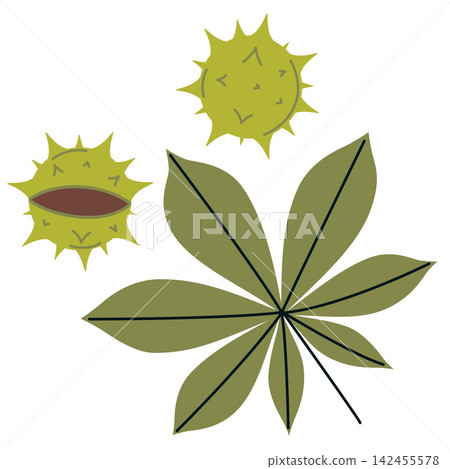 Chestnut leaf with spiky bur and seed. Hand drawn forest plant icon for autumn, nature, botany, woodland, hiking and educational design Chestnut leaf with spiky bur and seed. Hand drawn forest plant icon for autumn, nature, botany, woodland, hiking and educational design 142455578