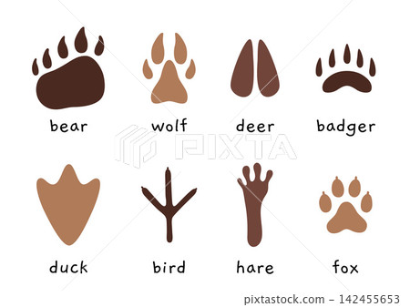 Reference collection of animal and bird footprints with labeled species for wildlife education and tracking guides. Flat vector illustrations isolated on white background 142455653