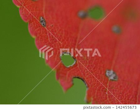 A small map of autumn spread across a bug-eaten leaf / Autumn Map on a Bug-Eaten Leaf 142455673