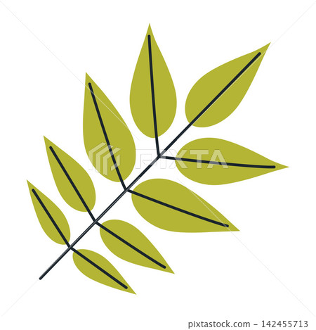 Green Ash leaf isolated on white background. Flat vector illustrations Green Ash leaf isolated on white background. Flat vector illustrations 142455713
