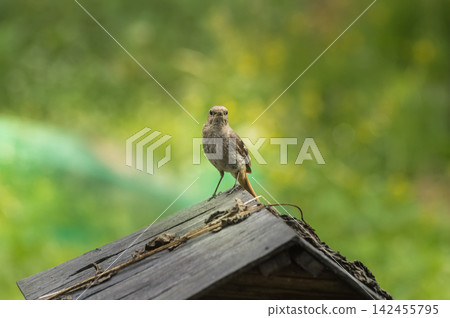 Female Redstart (lat. Phoenicurus ochruros or Phoenicurus phoenicurus) perched on a birdhouse. Female Redstart (lat. Phoenicurus ochruros or Phoenicurus phoenicurus) perched on a birdhouse. 142455795