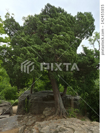 A juniper tree in the outdoor park. 142455855