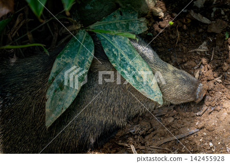 Wild boars in the woodland of Nago Zoo, Okinawa Wild boars in the woodland of Nago Zoo, Okinawa 142455928