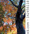 A view of a large tree in autumn colors. 142456118