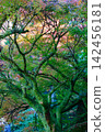 A view looking up at a large tree dyed in autumn colors with its moss-covered trunk. 142456181