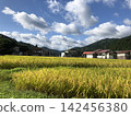 Paddy field 142456380