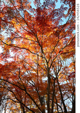 秋葉被染成鮮豔的紅色 秋葉被染成鮮豔的紅色 142456528
