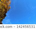 黃葉和紅葉在藍天下飄動。 142456531