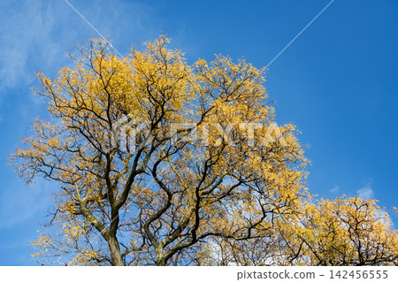 Autumnal season in park. Seasonal leaves and tree. Natural autumn. Autumn beauty of nature. Fall season. Nature in forest. Fall leaves in park. Autumn forest. Nature in fall season. Golden season Autumnal season in park. Seasonal leaves and tree. Natural autumn. Autumn beauty of nature. Fall season. Nature in forest. Fall leaves in park. Autumn forest. Nature in fall season. Golden season 142456555