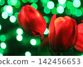 Illuminations of tulips 142456653