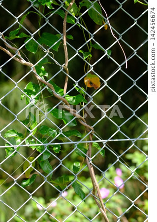 植物與籬笆糾纏在一起 植物與籬笆糾纏在一起 142456674