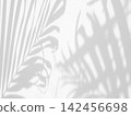 Tropical palm leaves shadow on a white wall background 142456698