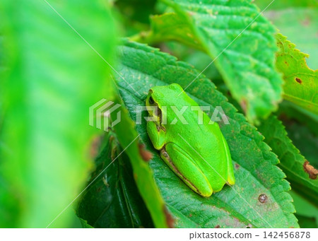 Japanese tree frog on a leaf Japanese tree frog on a leaf 142456878