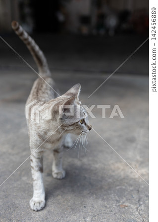 The tabby cat taking a nap on a concrete surface The tabby cat taking a nap on a concrete surface 142456889