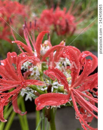 Fresh, vibrant red spider lilies, glistening with raindrops (Kashiwa City, Chiba Prefecture) 142456965