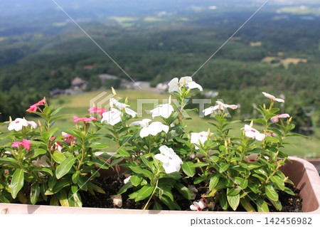 Early summer scenery and flowers 142456982