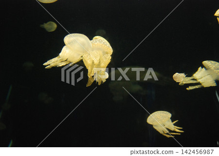 一隻水母在水族箱中優雅地漂浮著。 一隻水母在水族箱中優雅地漂浮著。 142456987