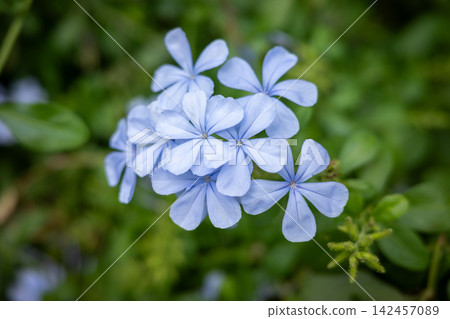 Light blue ruminant Light blue ruminant 142457089