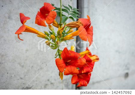 Concrete wall and trumpet vine Concrete wall and trumpet vine 142457092