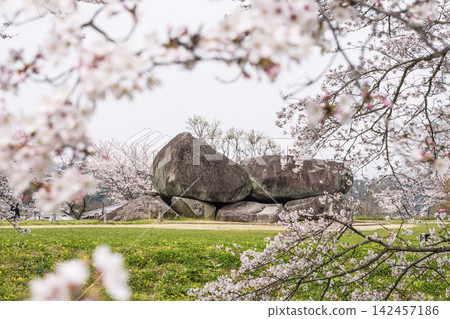 石舞台古墓和櫻花景色:國家特別歷史遺跡,奈良旅遊景點,飛鳥和藤原的舊都,聯合國教科文組織世界文化遺產。 石舞台古墓和櫻花景色:國家特別歷史遺跡,奈良旅遊景點,飛鳥和藤原的舊都,聯合國教科文組織世界文化遺產。 142457186