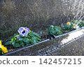 Flowers that bloom in the flowerbed 142457215