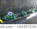 Flowers that bloom in the flowerbed 142457216