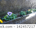 Flowers that bloom in the flowerbed 142457217