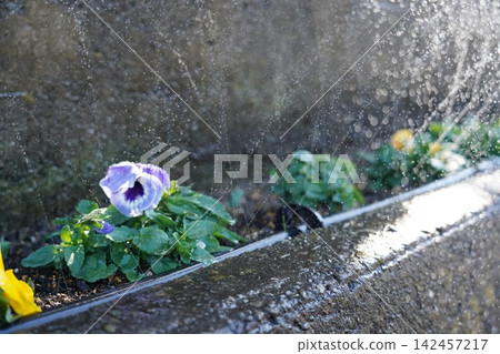 Flowers that bloom in the flowerbed Flowers that bloom in the flowerbed 142457217