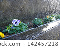 Flowers that bloom in the flowerbed 142457218