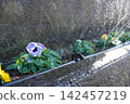 Flowers that bloom in the flowerbed 142457219