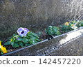 Flowers that bloom in the flowerbed 142457220