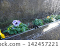 Flowers that bloom in the flowerbed 142457221