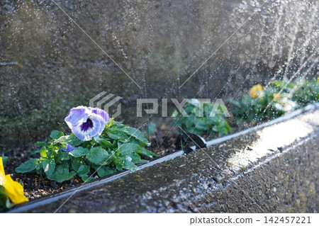 Flowers that bloom in the flowerbed Flowers that bloom in the flowerbed 142457221