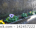 Flowers that bloom in the flowerbed 142457222