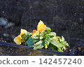 Flowers that bloom in the flowerbed 142457240