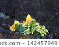 Watering the flower bed 142457949