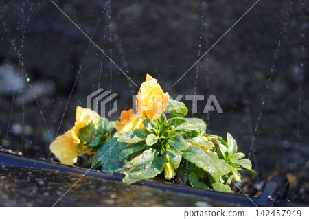 Watering the flower bed Watering the flower bed 142457949