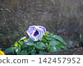 Watering the flower bed 142457952