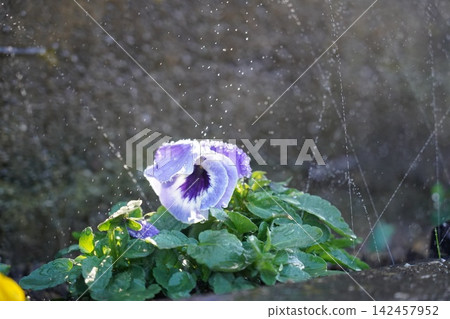Watering the flower bed Watering the flower bed 142457952