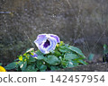 Watering the flower bed 142457954