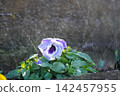 Watering the flower bed 142457955