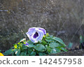 Watering the flower bed 142457958