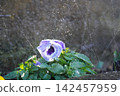 Watering the flower bed 142457959