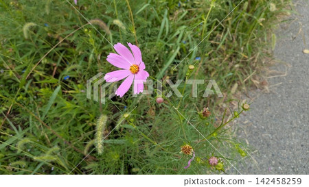 路邊的粉紅波斯菊 路邊的粉紅波斯菊 142458259