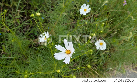 路邊白色波斯菊 路邊白色波斯菊 142458260