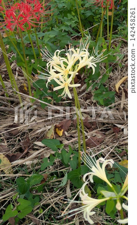 白蜘蛛百合(Lycoris radiata) 白蜘蛛百合(Lycoris radiata) 142458261