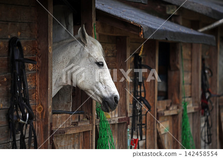 Horse in the stable 142458554