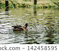 A duck swimming in a pond 142458595