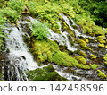 A moss-covered swamp that shines in the fresh greenery 142458596