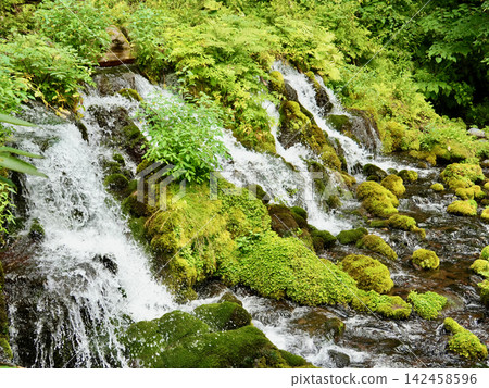 A moss-covered swamp that shines in the fresh greenery A moss-covered swamp that shines in the fresh greenery 142458596